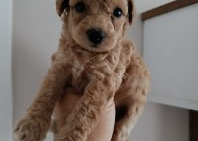 Toy  poodle 3 aylık